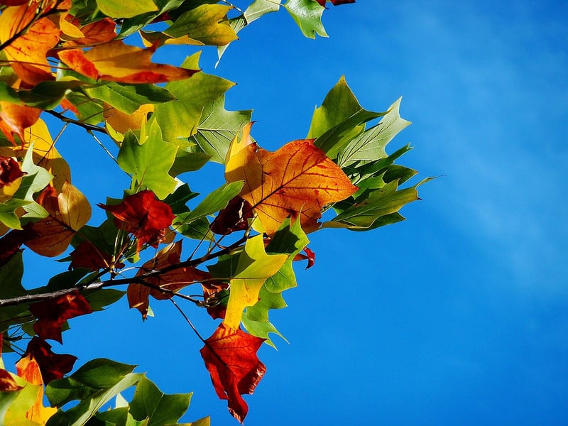 Fall leaves